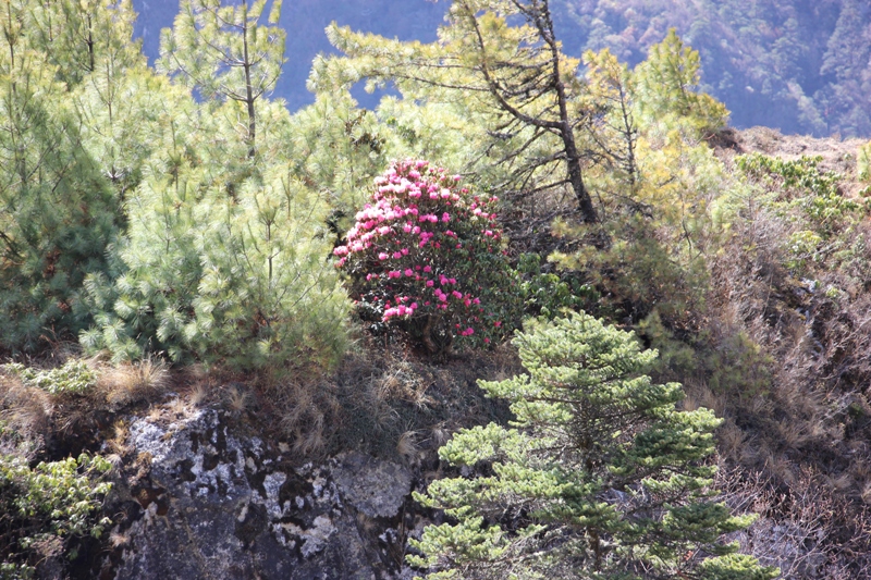 Mountains view trekking
