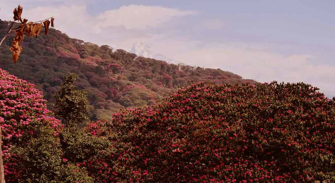 Poon Hill Trek from Pokhara