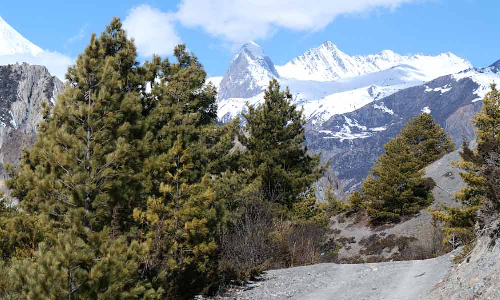 Pisang Peak climbing  with Annapurna Circuit trek cost