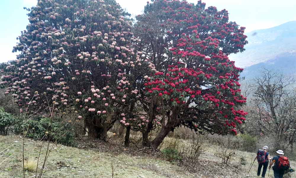 Poon Hill Trek itineraray 4 days
