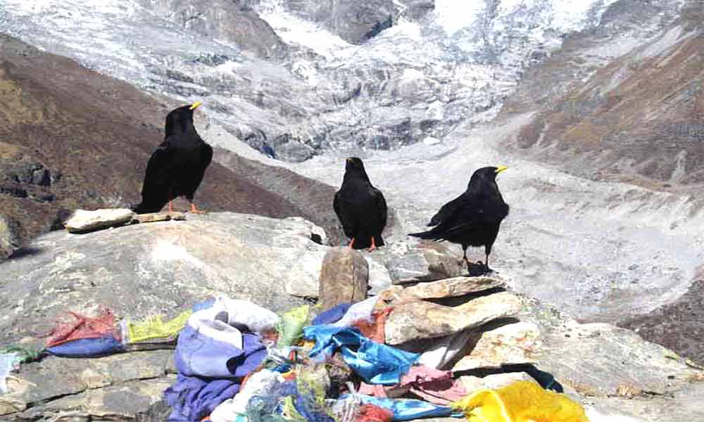 Guide and porter hire for the Langtang trek