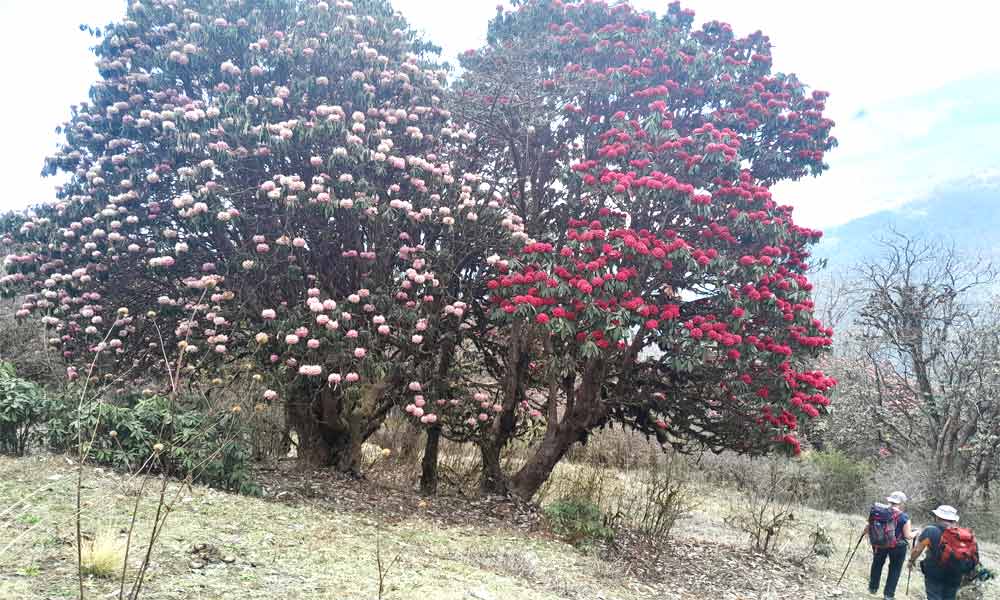 Khopra Ridge Trek cost and itinerary