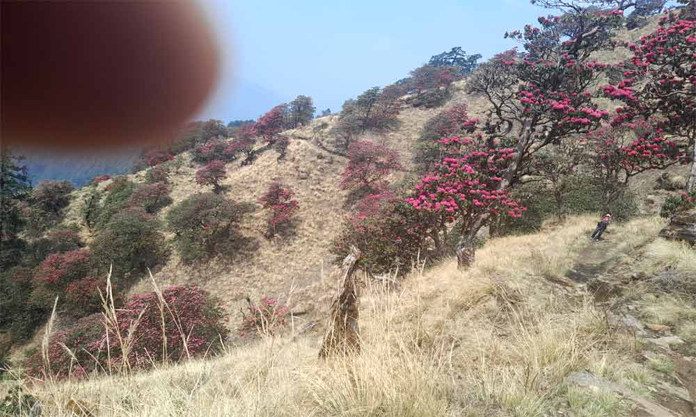 Khopra Ridge Trek cost and itinerary