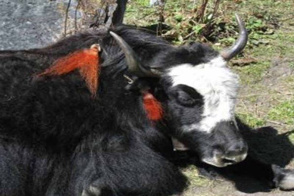 Langshisa ri peak climbing itinerary and cost