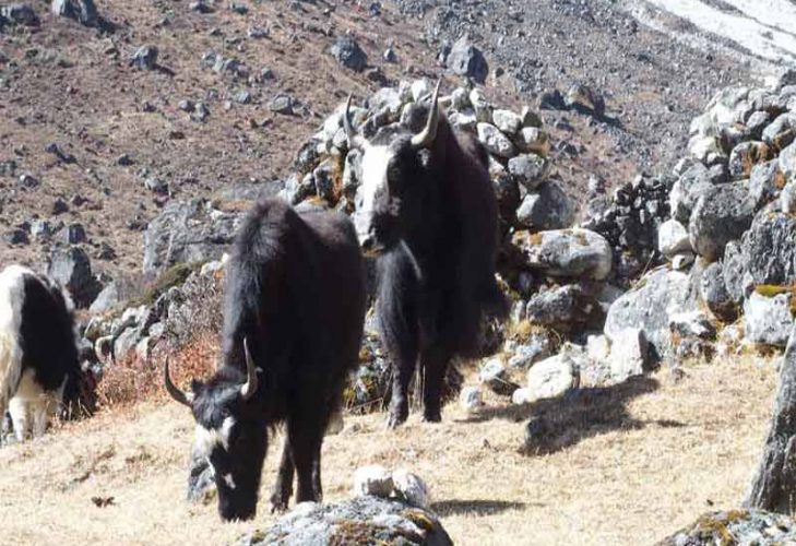 Phaplu to Mera Peak Climbing Itinerary Phaplu to Mera Peak Climbing Itinerary