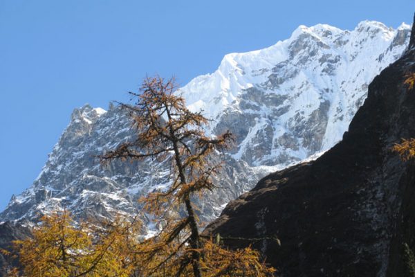 Kanchenjunga tea house trek